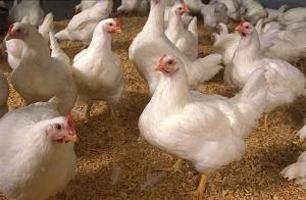 家畜養殖：ブロイラー鶏を飼う方法