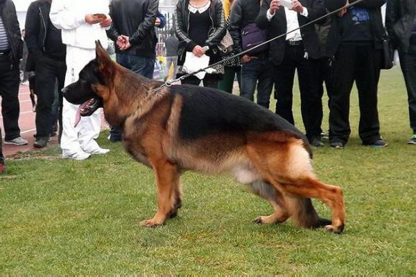 中国の羊飼い犬。どのような品種ですか？