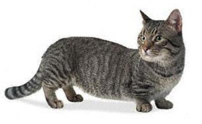 世界最小の猫とその特徴