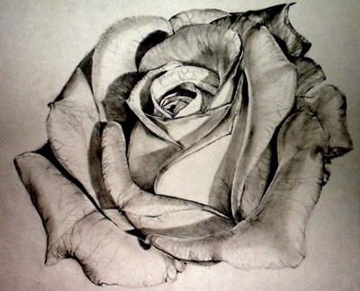 鉛筆でバラを描く方法