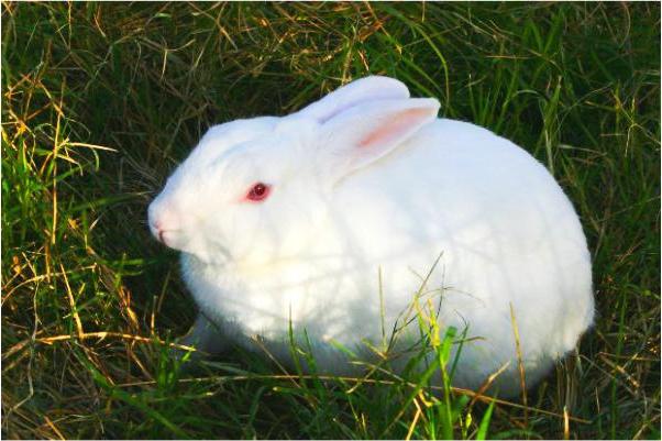 ウサギ：彼らの病気と治療、病気の予防